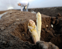 Spargel, Beeren, Quarantäne: Landwirtschaft baut auf Saisonkräfte