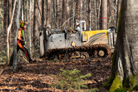 Fachkräfte für den Wald fehlen