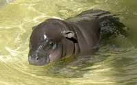Bademeister für Berliner Mini-Hippo gesucht